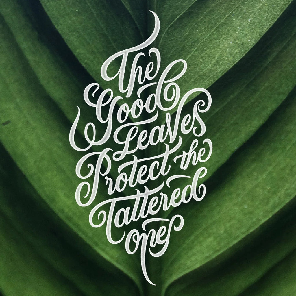 Typography Collection